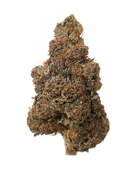 Black Tie | Gary Payton 7G | Hybrid