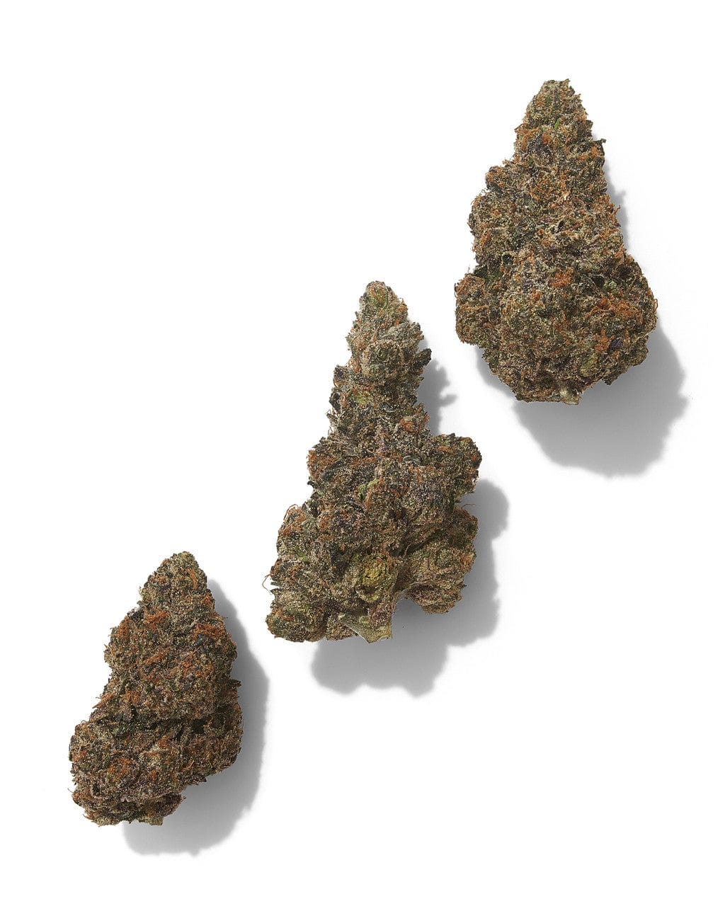 Black Tie | Gary Payton 7G | Hybrid