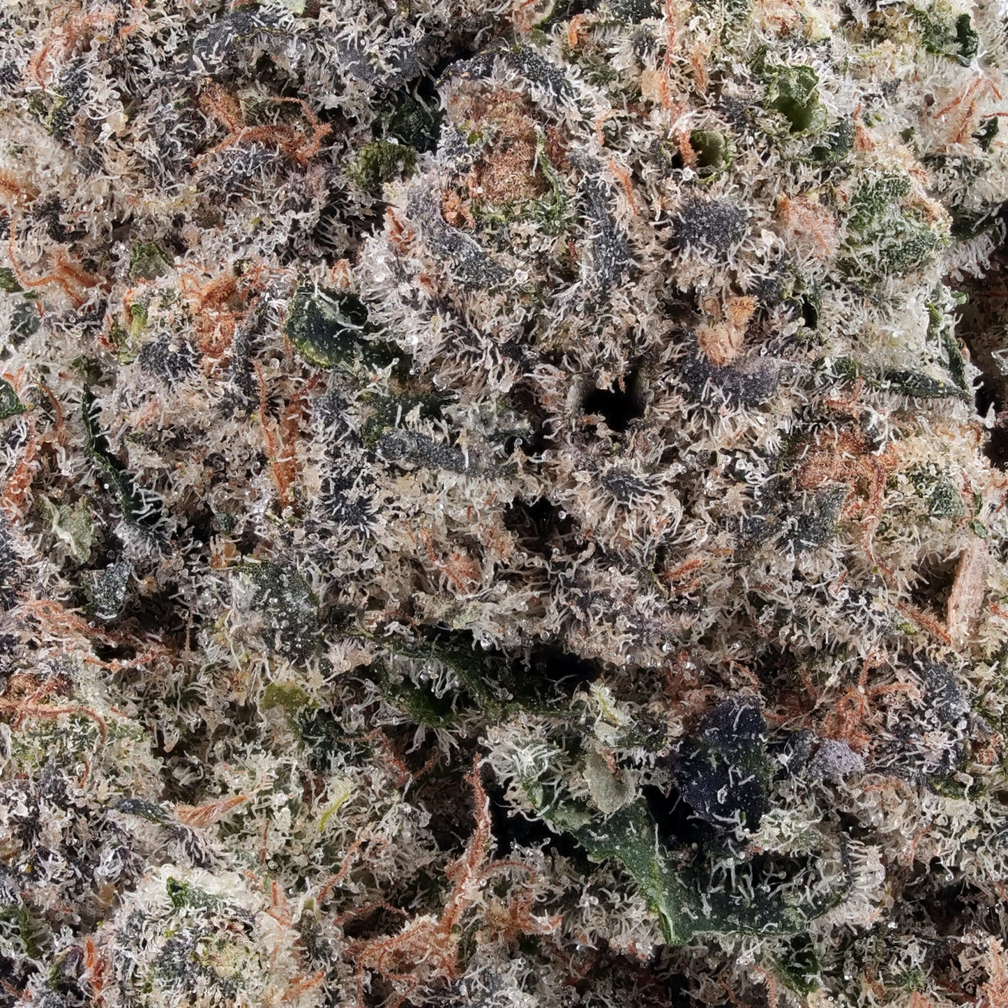 Arete | GMO Cookies 3.5G | Exotic THCA Flower